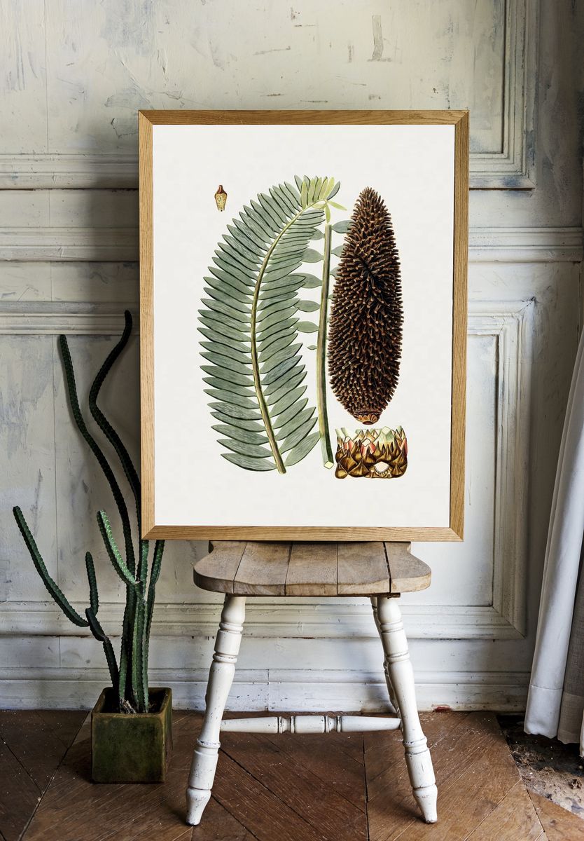 Botanical Fern and Cone Illustration Poster room preview