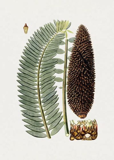 Botanical Fern and Cone Illustration Poster. poster