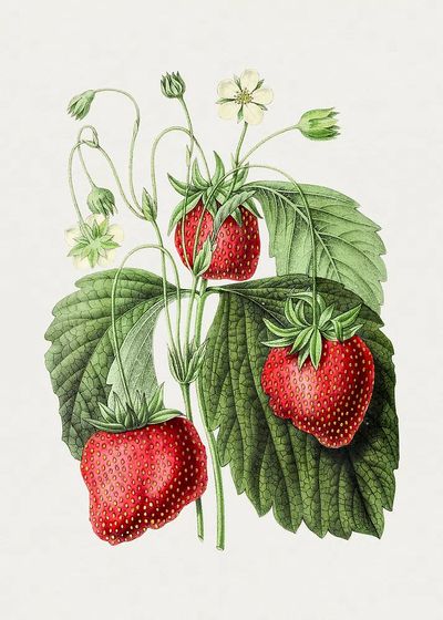Vintage strawberry. Original Biodiversity Heritage. poster print