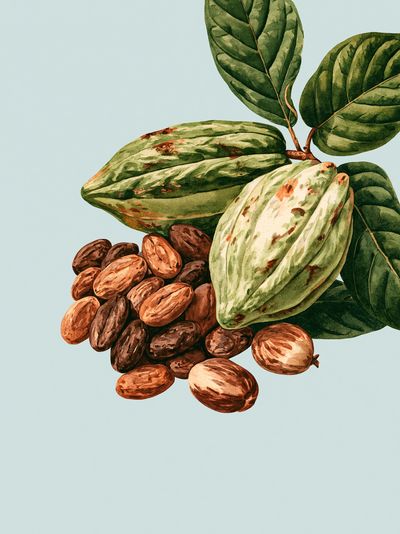 Cacao Pods Botanical Print. poster