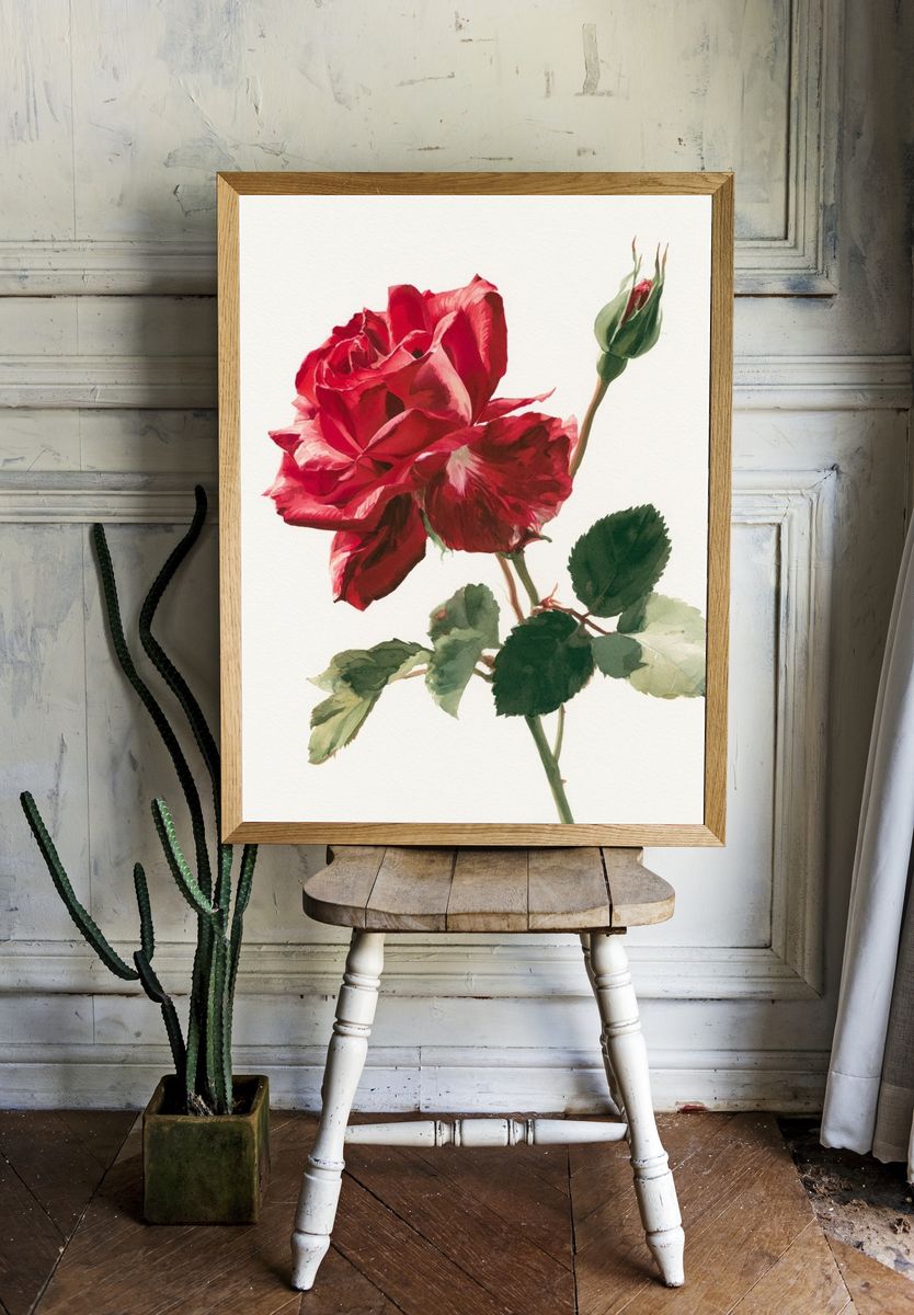 Red Rose Watercolor Print. room preview