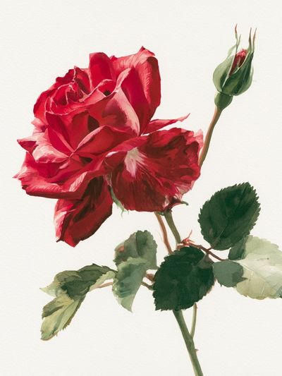Red Rose Watercolor Print.