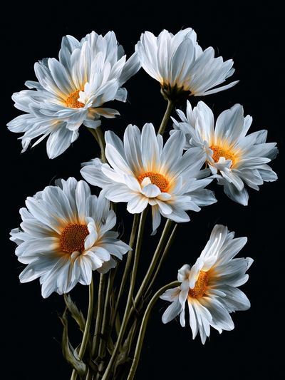 White Daisies on Black Background Poster. poster