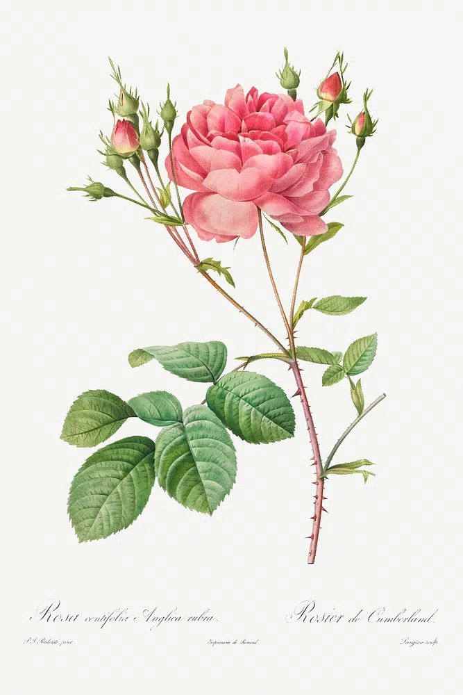 Rosa Centifolia Anglica Rubra (1817–1824). poster — botanical art