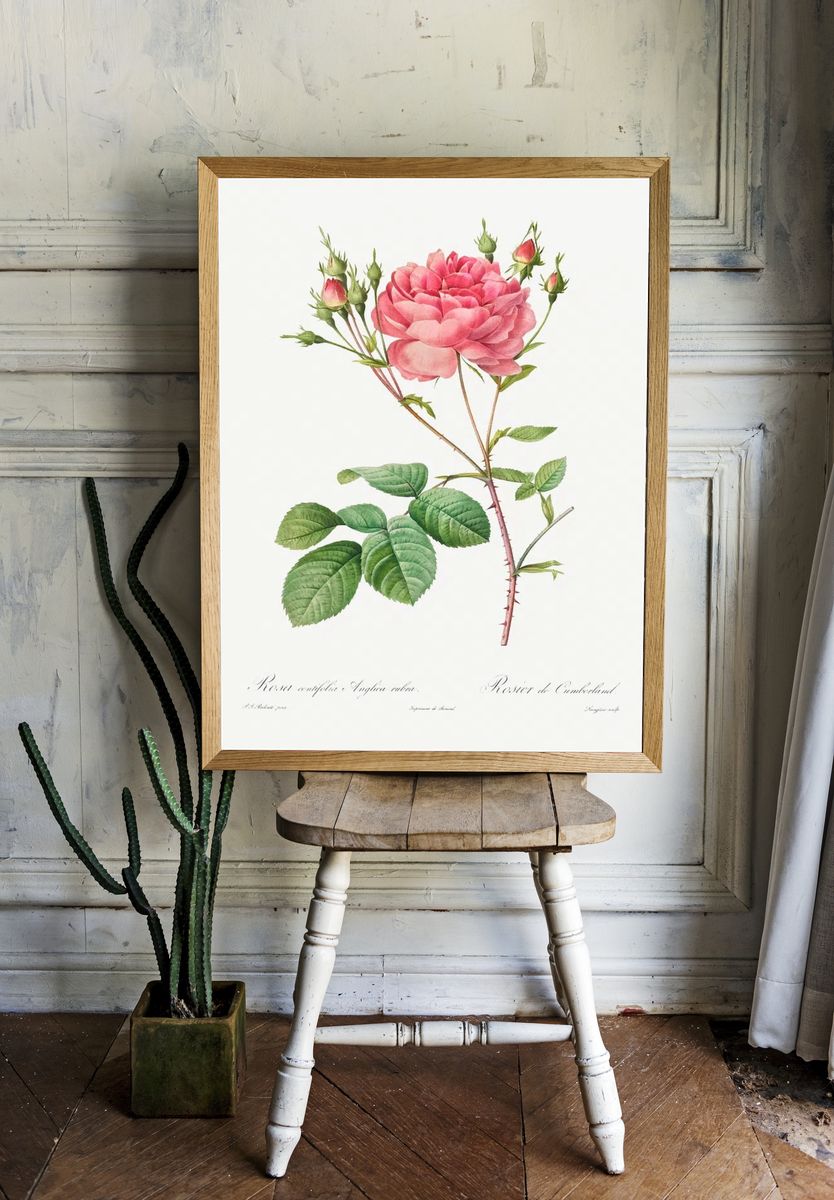 Rosa Centifolia Anglica Rubra (1817–1824) room preview