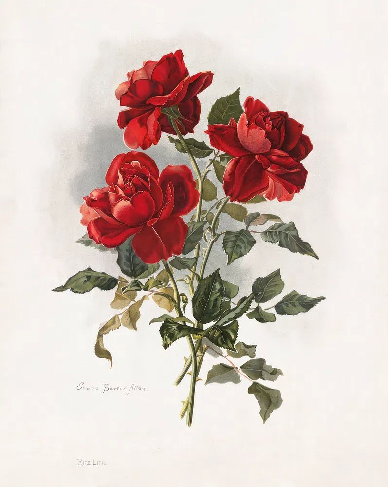 Red Roses (1861-1897), vntage flower. poster detail