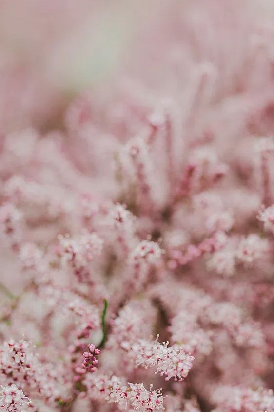 Pink flowers phone wallpaper spring. poster — botanical art