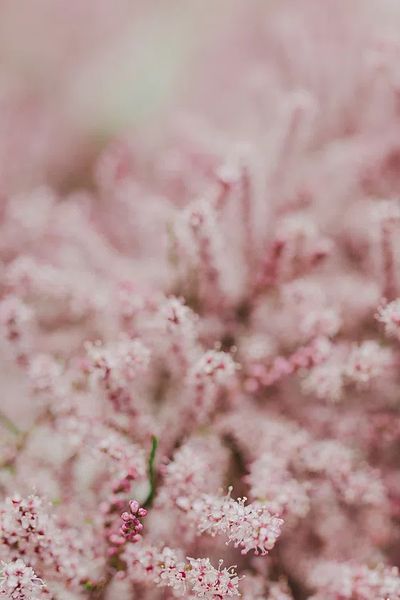 Pink flowers phone wallpaper spring. poster