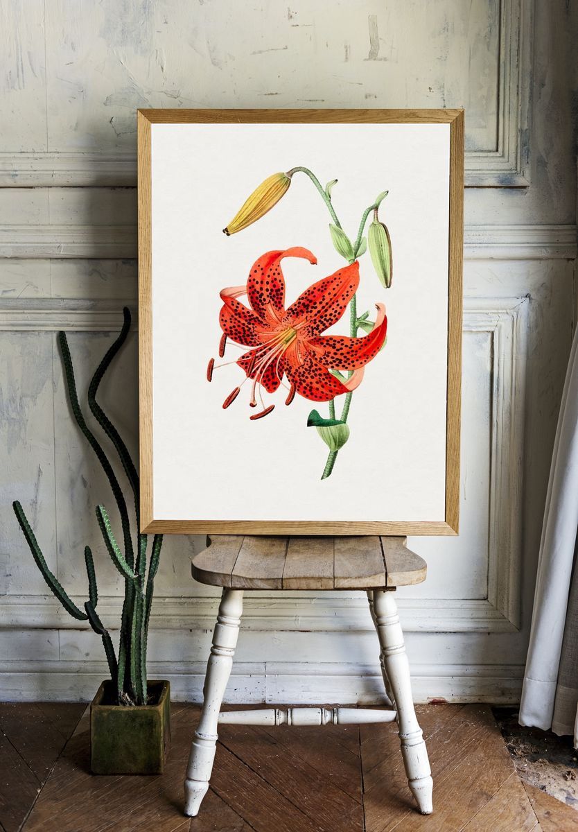 Hand drawn tiger lily. Original. room preview