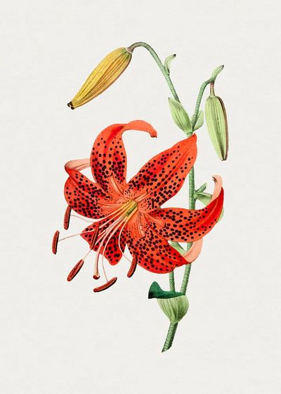 Hand drawn tiger lily. Original. poster print