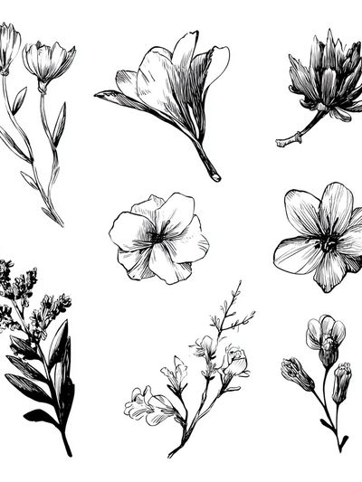 Botanical Flower Sketches Print. poster print