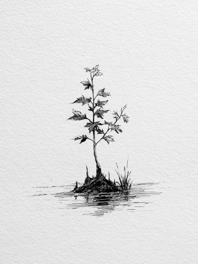 Solitary Sapling Ink Print.