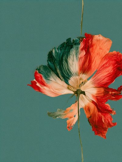 Pressed Poppy Botanical Poster.