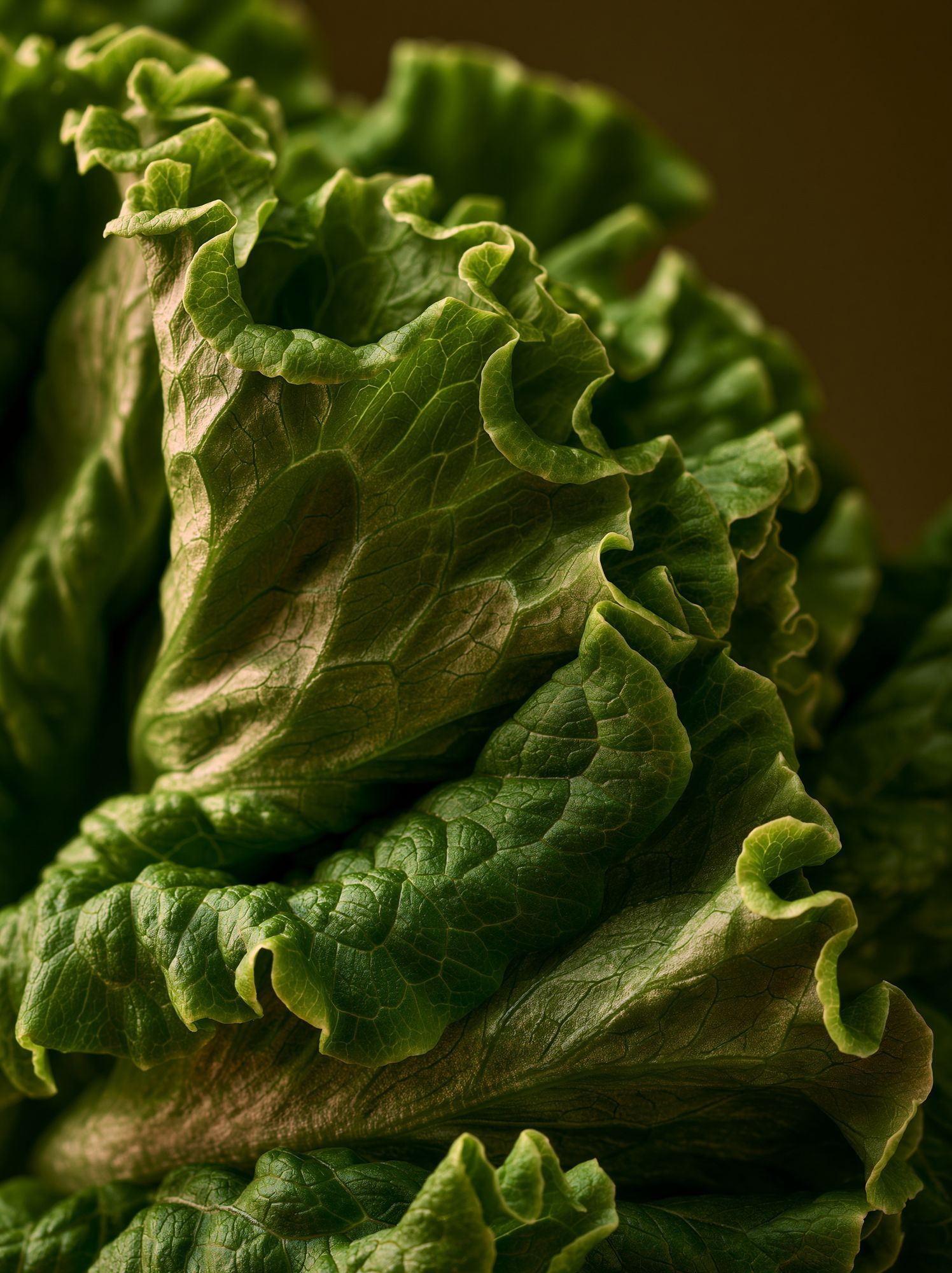 Lettuce Macro Photography Poster. poster — botanical art