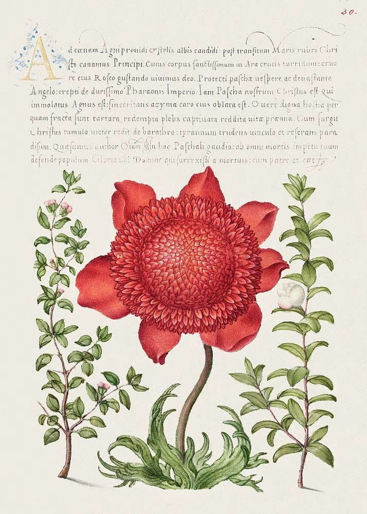 Basil Thyme, Poppy Anemone, Myrtle. poster detail