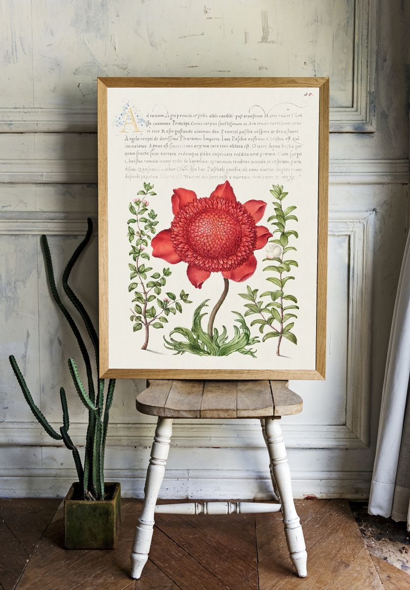 Basil Thyme, Poppy Anemone, Myrtle. — room view 1