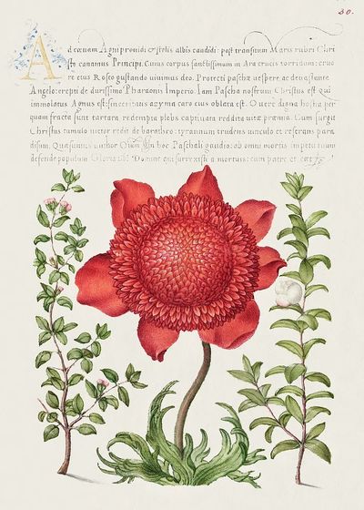 Basil Thyme, Poppy Anemone, Myrtle. poster