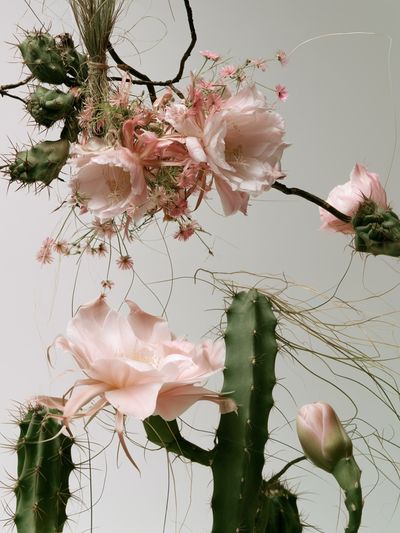 Cactus Bloom Botanical Print. poster