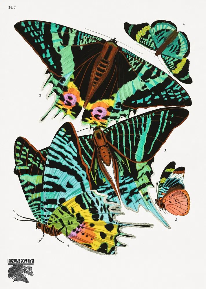 E.A. Séguy 's vintage butterflies. poster — botanical art