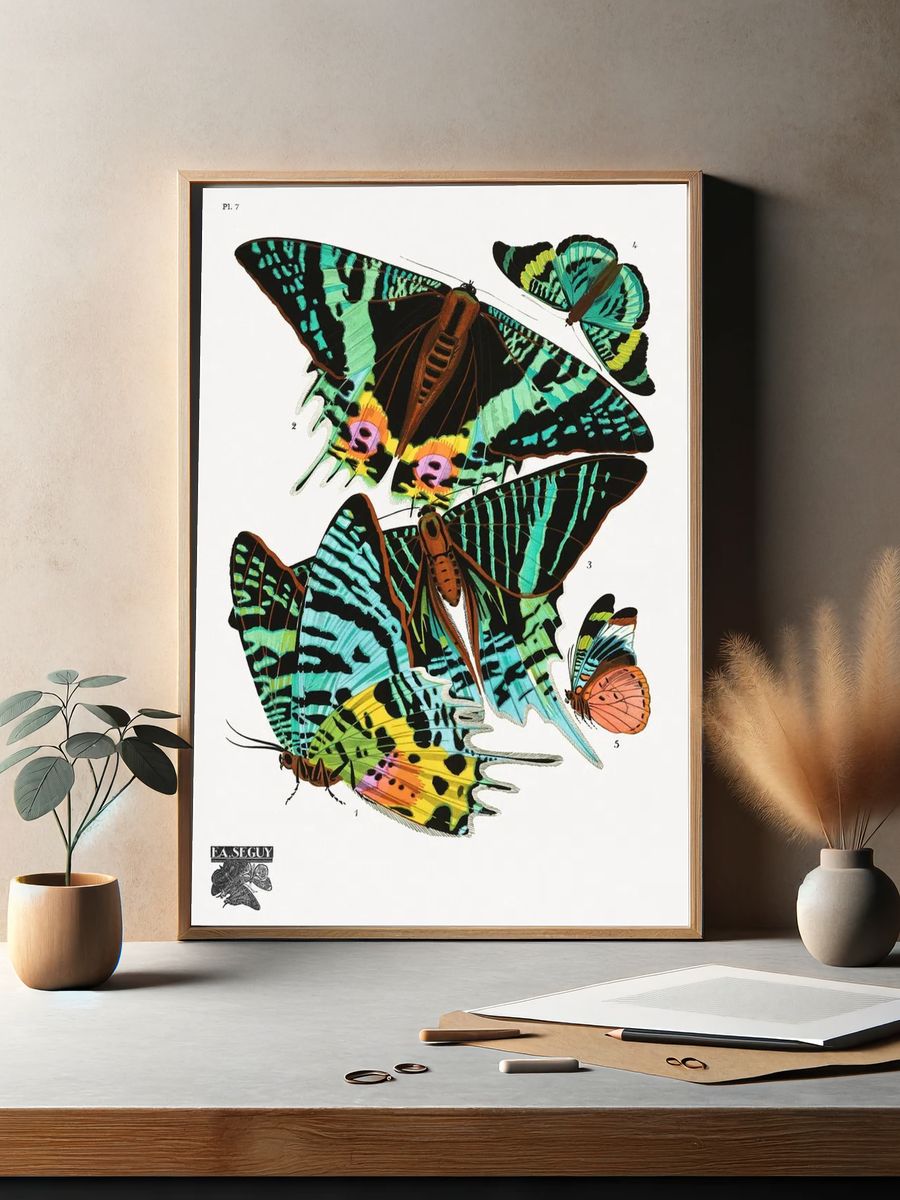 E.A. Séguy 's vintage butterflies. — room view 2