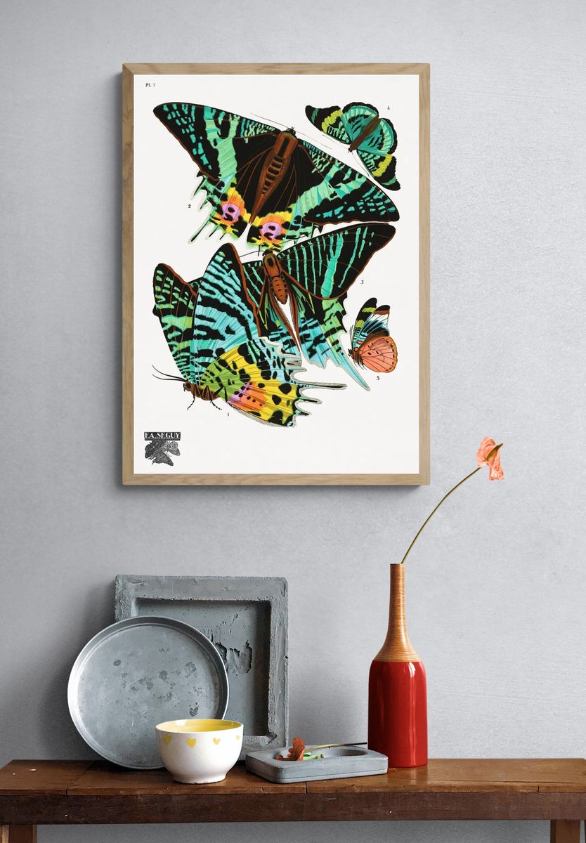 E.A. Séguy 's vintage butterflies. — room view 3