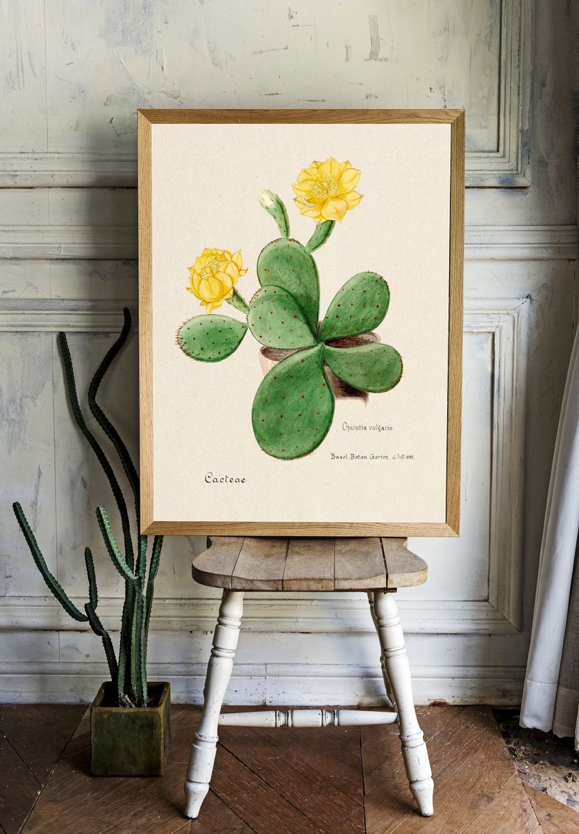 Eastern Prickly Pear cactus. Digitally. — room view 1