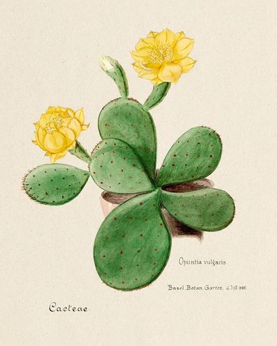 Eastern Prickly Pear cactus. Digitally. poster print