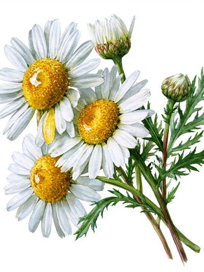Chamomile Flowers Watercolor Print. poster