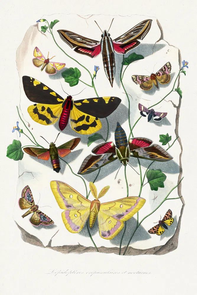 Butterfly & moth painting. Digitally. poster detail
