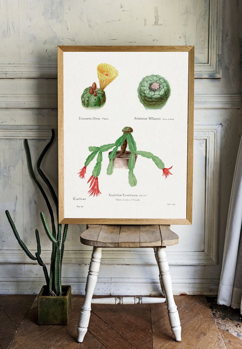Cactus Botanical Illustration Poster. — room view 1