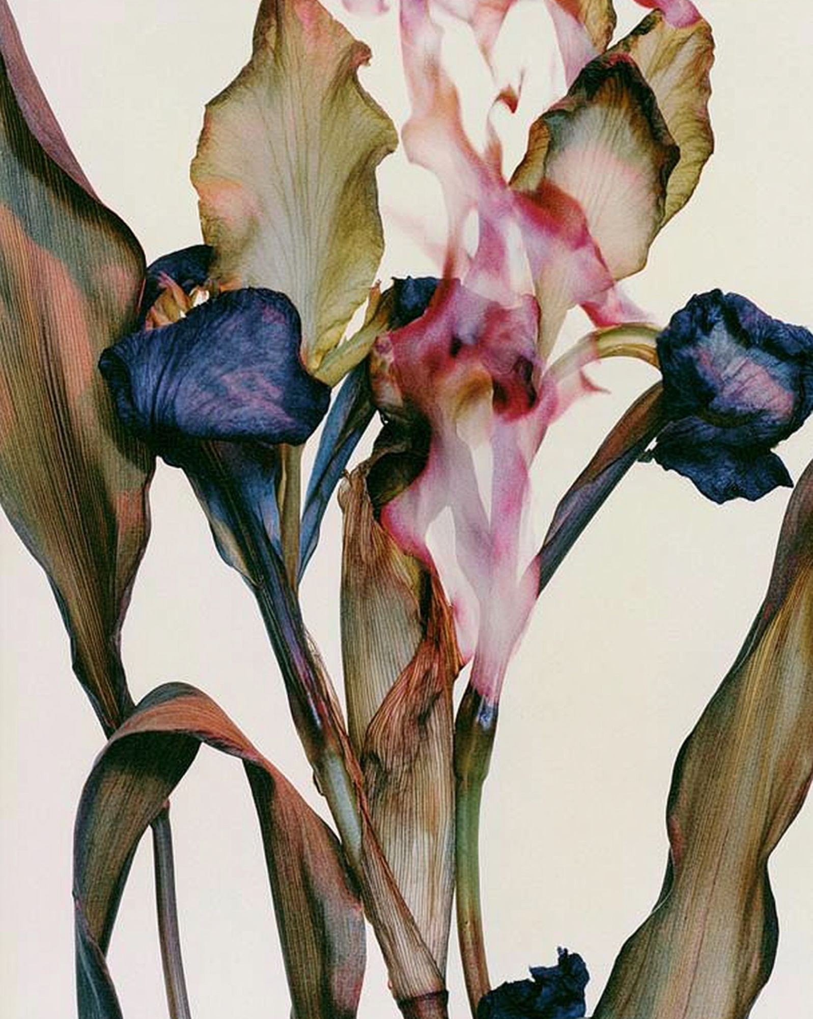 Abstract Iris Bloom Print. poster — botanical art