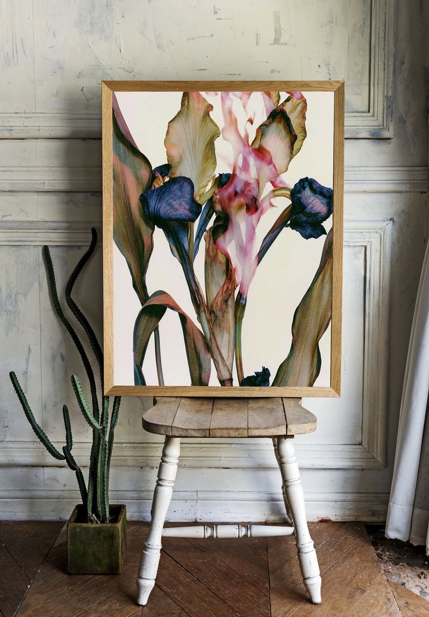 Abstract Iris Bloom Print. — room view 1