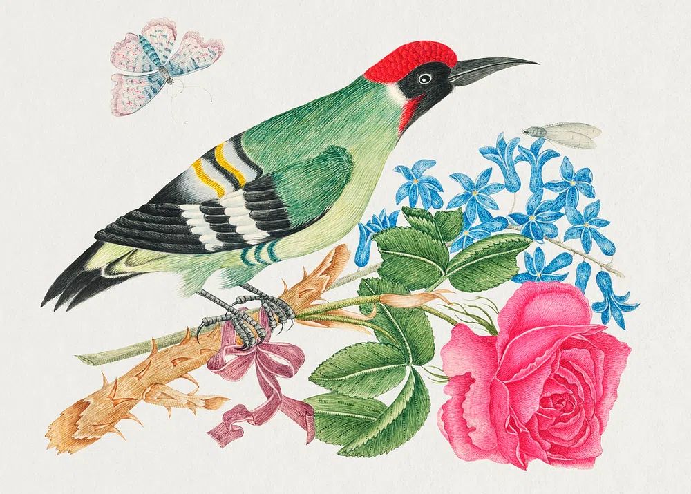 18th century illustration European green. poster — botanical art