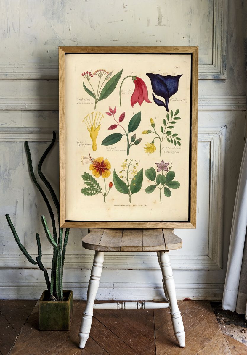 Vintage Botanical Flower Study Poster. room preview