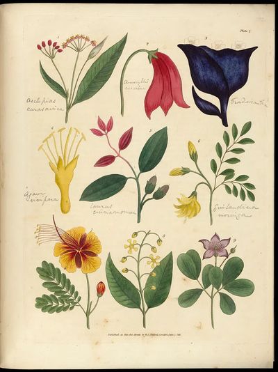 Vintage Botanical Flower Study Poster. poster