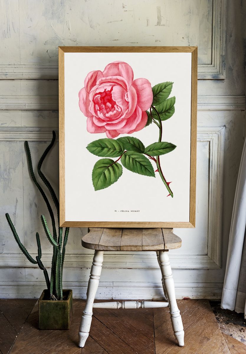 Celina Noirey rose, vintage flower. — room view 1