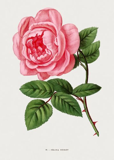 Celina Noirey rose, vintage flower.