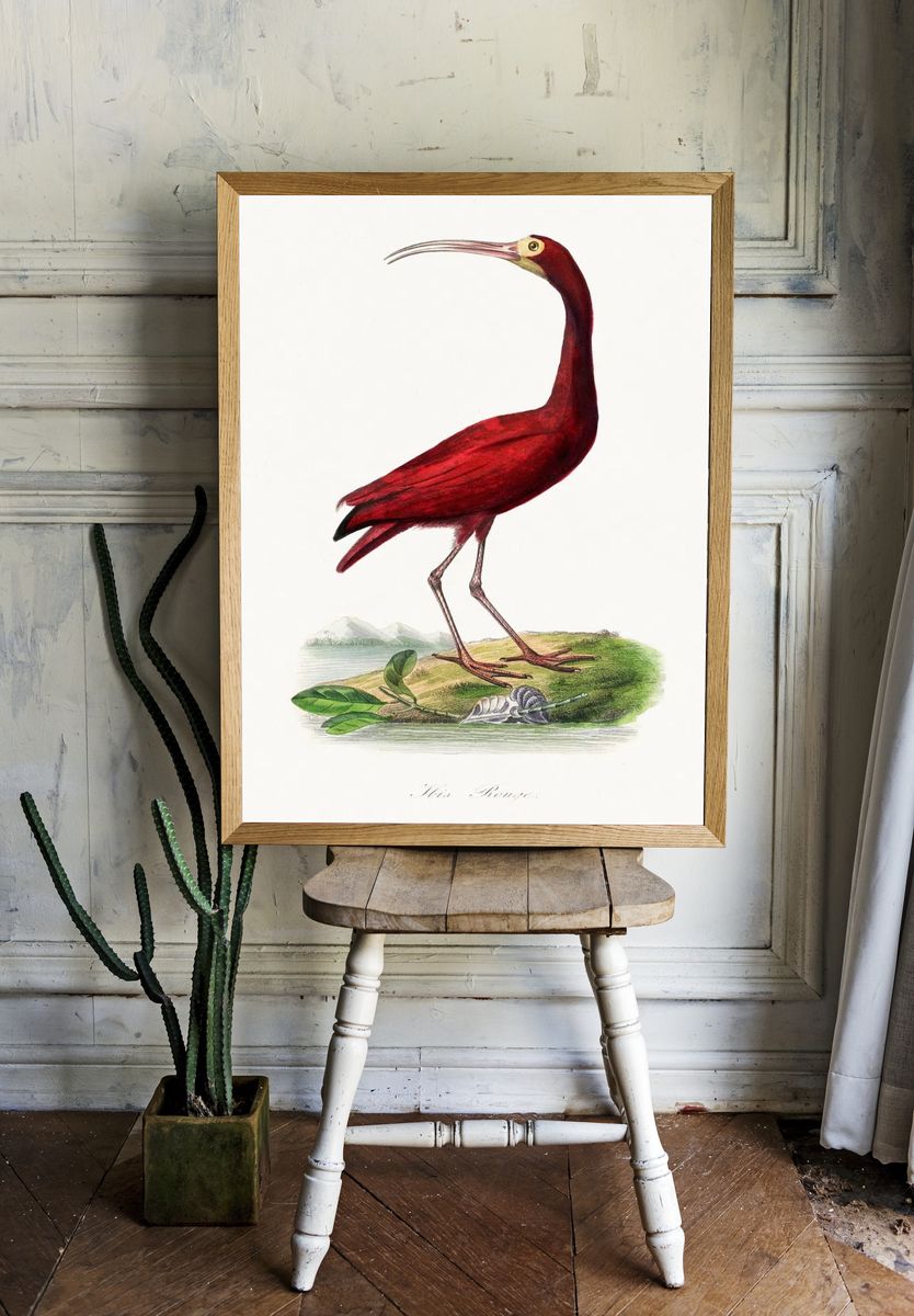 Scarlet ibis bird painting. Digitally. — room view 1
