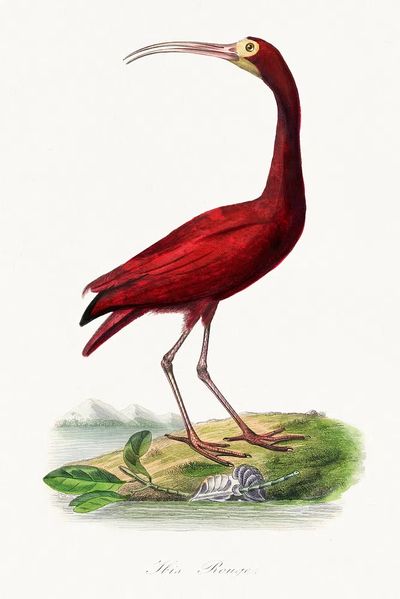 Scarlet ibis bird painting. Digitally. poster print