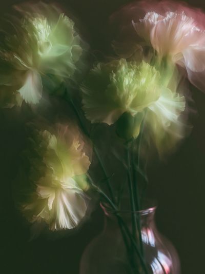 Dreamy Floral Bloom Print.