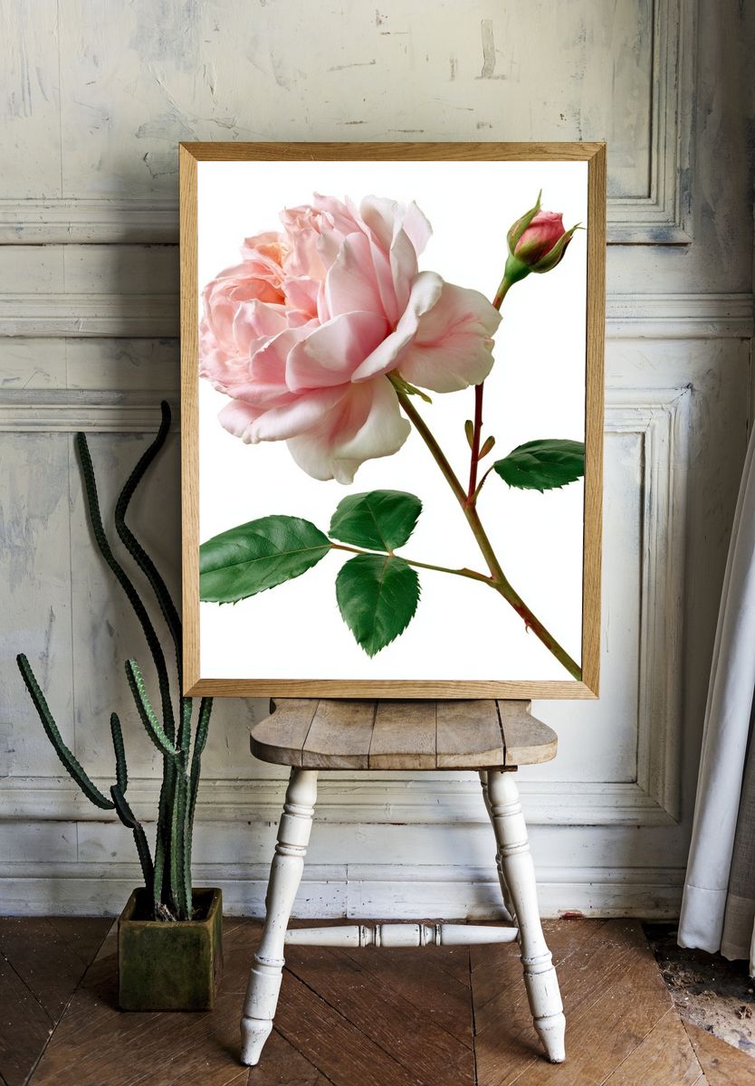 Pink Rose Botanical Print. room preview