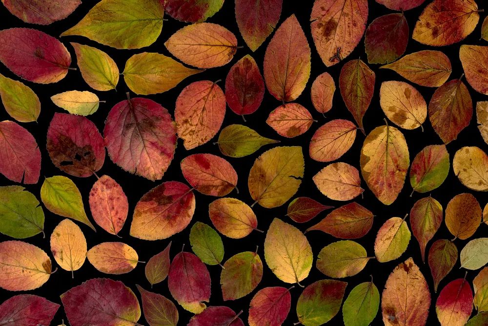 Maple leaves arranged flat surface. poster — botanical art