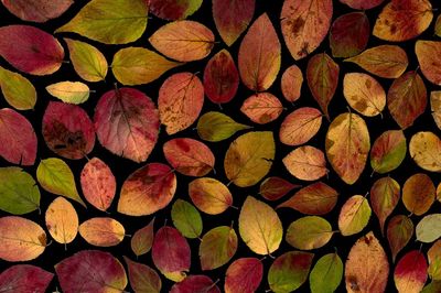 Maple leaves arranged flat surface. poster print