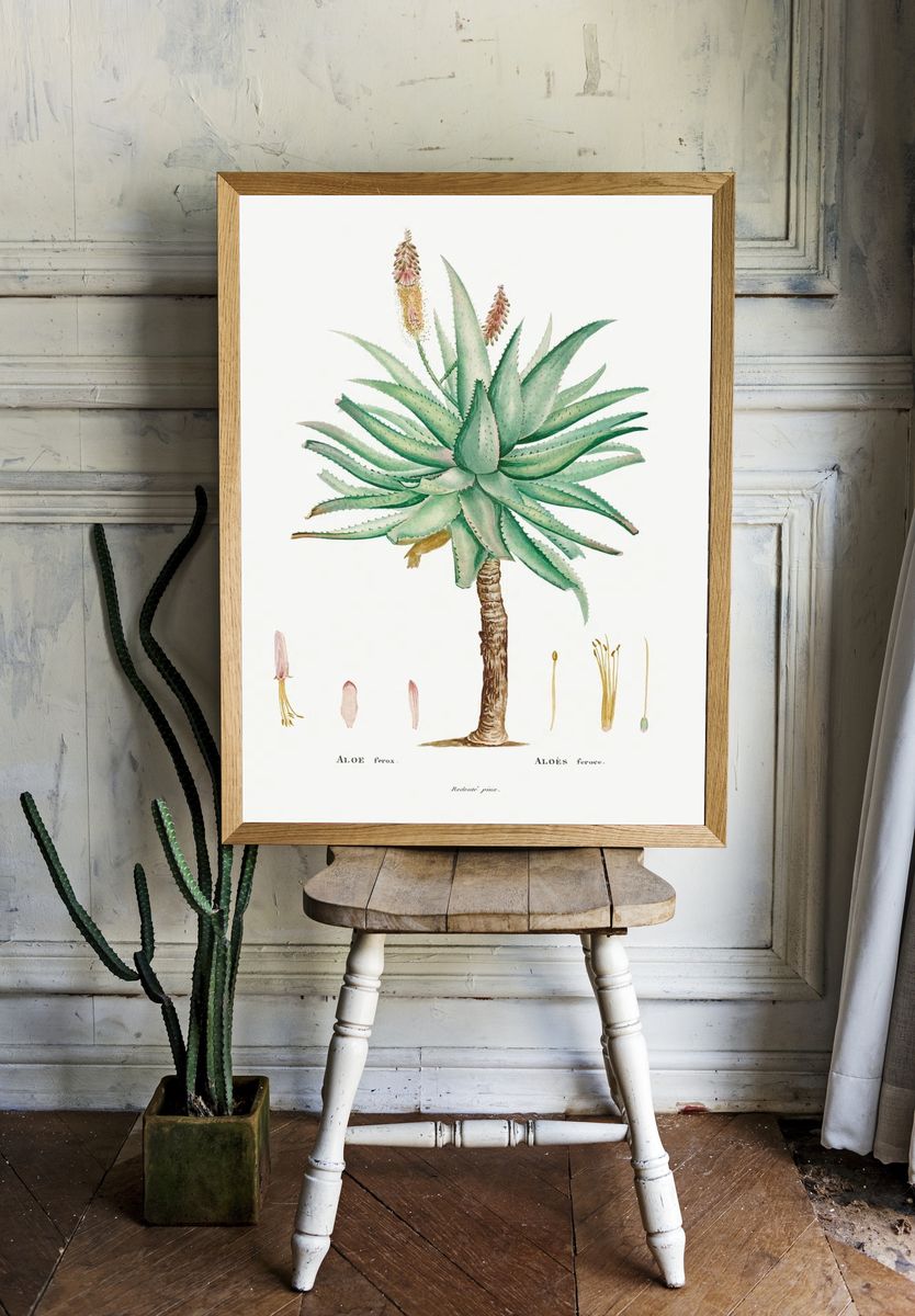 Aloe Ferox Image Histoire des. — room view 1