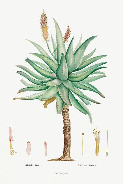 Aloe Ferox Image Histoire des. poster print