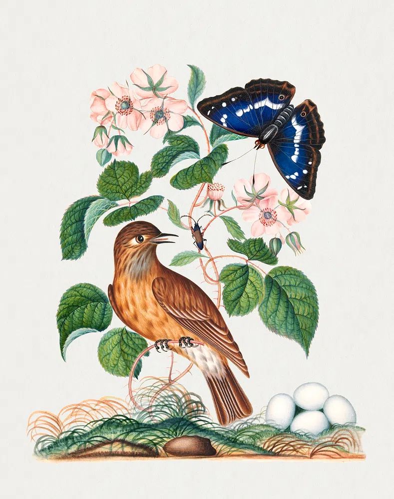 Spotted flycatcher eggs, bramble Purple. poster detail