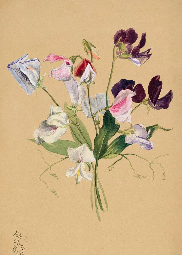 Flower Study (1886) Mary Vaux. poster — botanical art