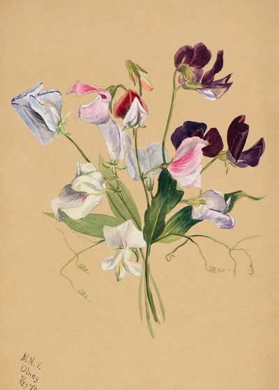 Flower Study (1886) Mary Vaux. poster print