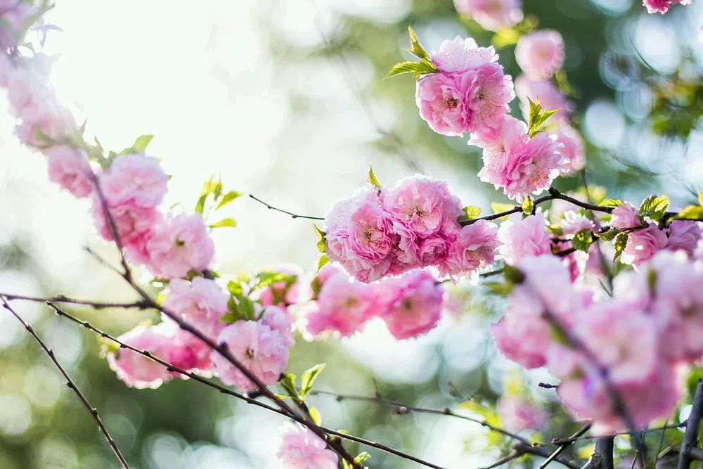 Pink Cherry Blossoms Photography Poster. poster — botanical art