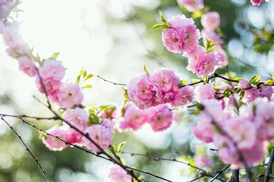 Pink Cherry Blossoms Photography Poster. poster